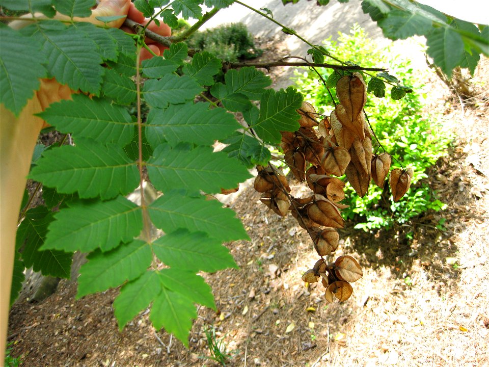 Koelreuteria paniculata cultivated in Atlanta, Georgia area. photo