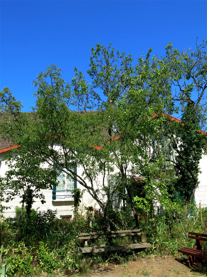 Young Sichuan pepper in the Center for nature in Colombes (Hauts-de-Seine, France.