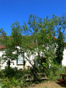 Young Sichuan pepper in the Center for nature in Colombes (Hauts-de-Seine, France. photo