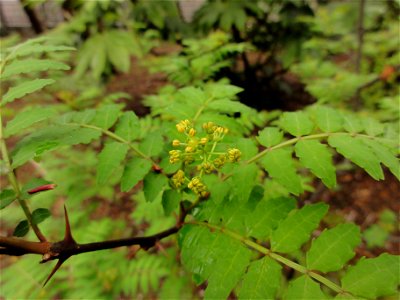 サンショウ[山椒][Zanthoxylum piperitum]-花