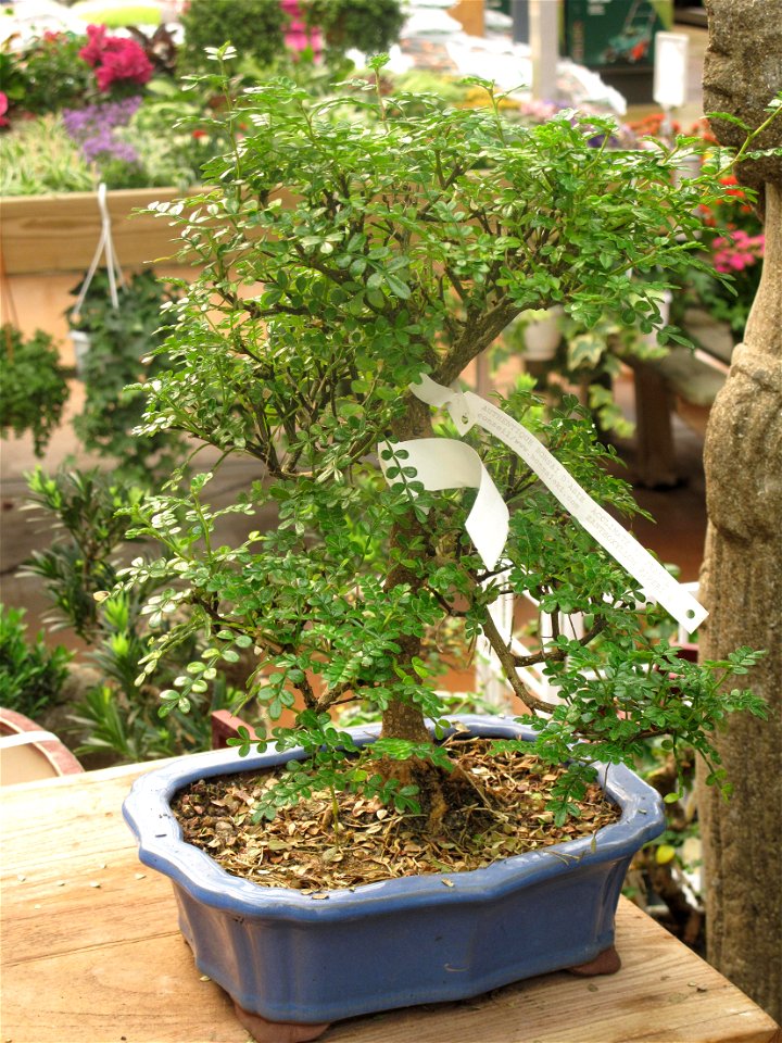 Zanthoxylum piperitum in a garden centre. Identified by its commercial botanic label.