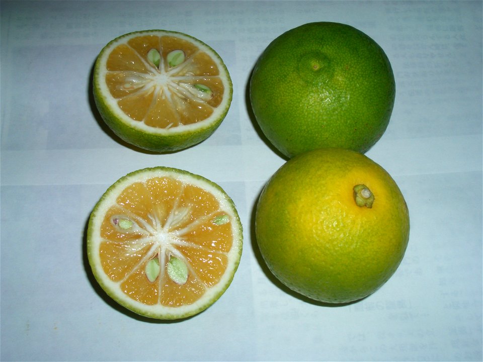 Kabosu, Citrus sphaerocarpa

Author:B.K. Bullock.