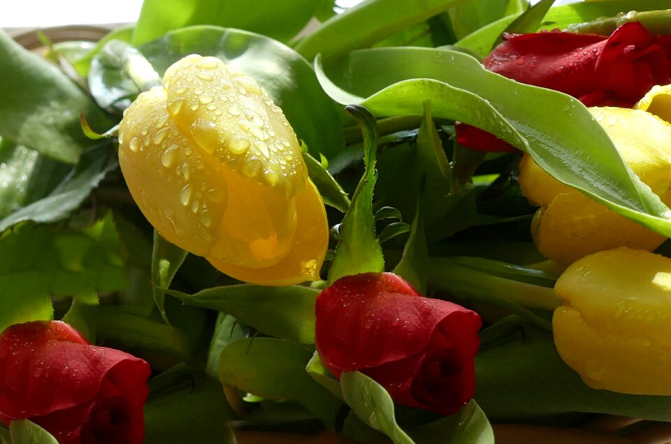 Beautiful cut flowers colorful