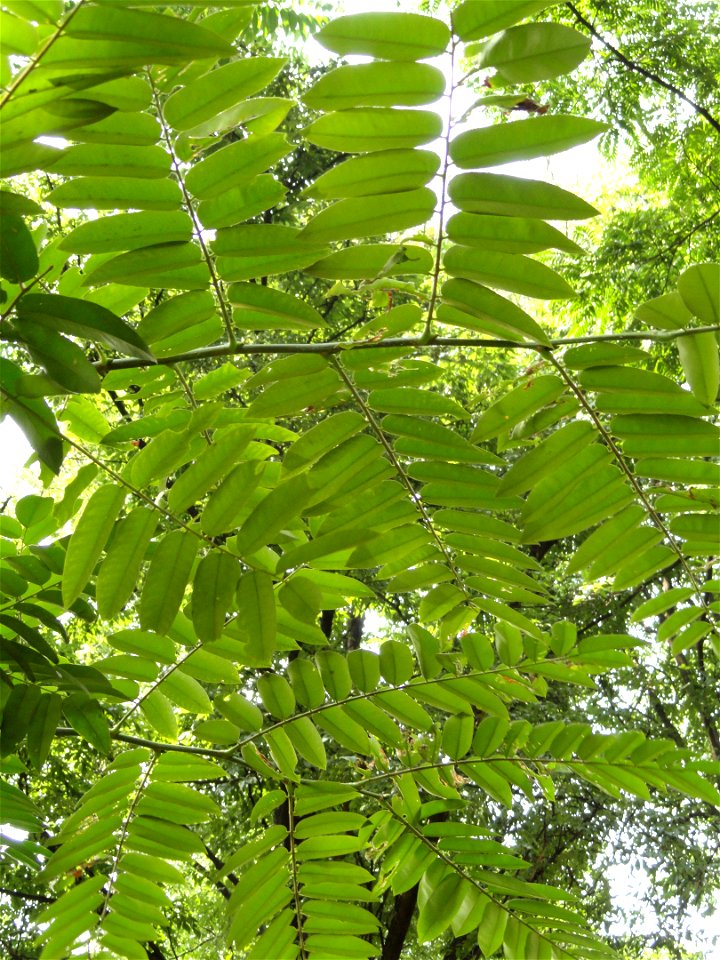 Plant specimen in the Kunming Botanical Garden, Kunming, Yunnan, China.