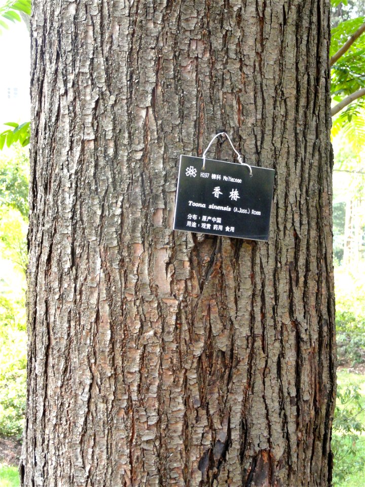 Plant specimen in the Kunming Botanical Garden, Kunming, Yunnan, China.