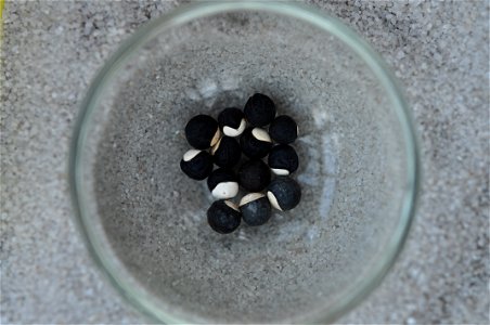 Baloon Vine, Hearth Pea