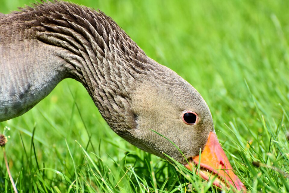 Poultry water bird plumage