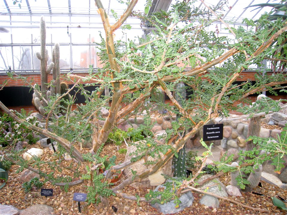 Boswellia sacra. Specimen in the conservatory - Matthaei Botanical Gardens, University of Michigan, 1800 N Dixboro Road, Ann Arbor, Michigan, USA.