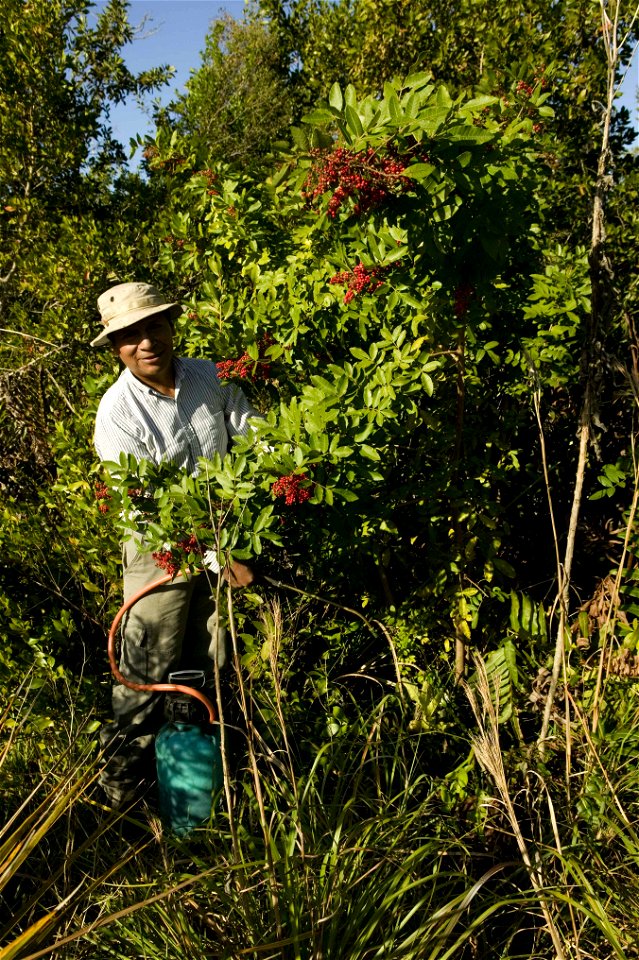 Image title: Worker makes an impact on the brazilian pepper plant exotic invasive species
Image from Public domain images website, http://www.public-domain-image.com/full-image/people-public-domain-im
