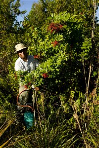 Image title: Worker makes an impact on the brazilian pepper plant exotic invasive species
Image from Public domain images website, http://www.public-domain-image.com/full-image/people-public-domain-im