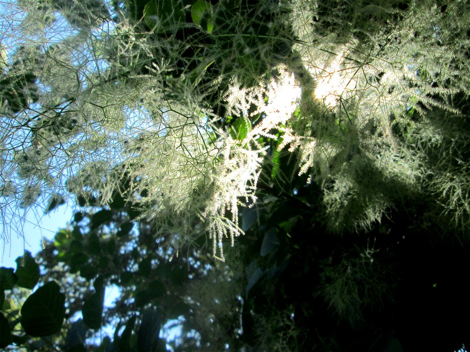 Perückenstrauch (Cotinus coggygria) in Sankt Arnual - Ursprung: Mittelmeerraum, Süd-Osteuropa, West-Asien