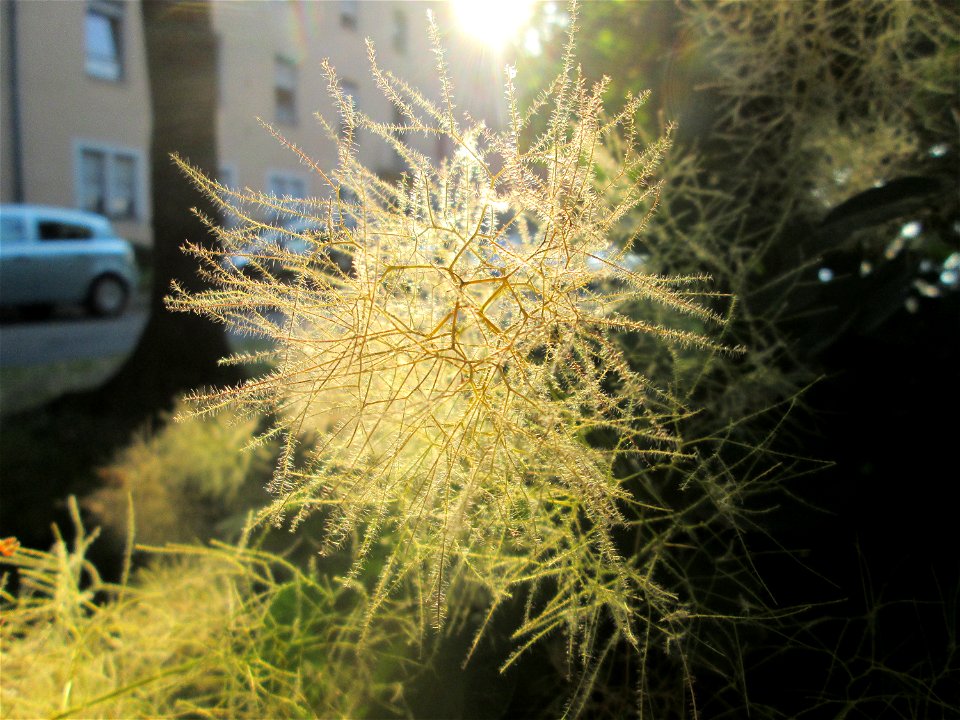 Perückenstrauch (Cotinus coggygria) in Sankt Arnual - Ursprung: Mittelmeerraum, Süd-Osteuropa, West-Asien