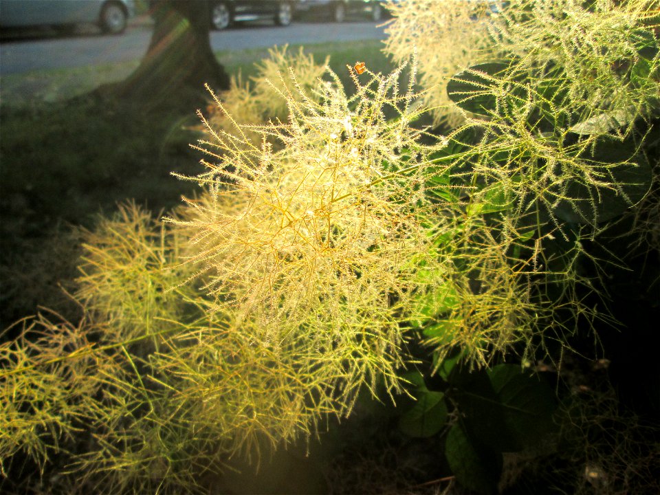 Perückenstrauch (Cotinus coggygria) in Sankt Arnual - Ursprung: Mittelmeerraum, Süd-Osteuropa, West-Asien