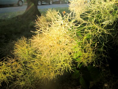 Perückenstrauch (Cotinus coggygria) in Sankt Arnual - Ursprung: Mittelmeerraum, Süd-Osteuropa, West-Asien