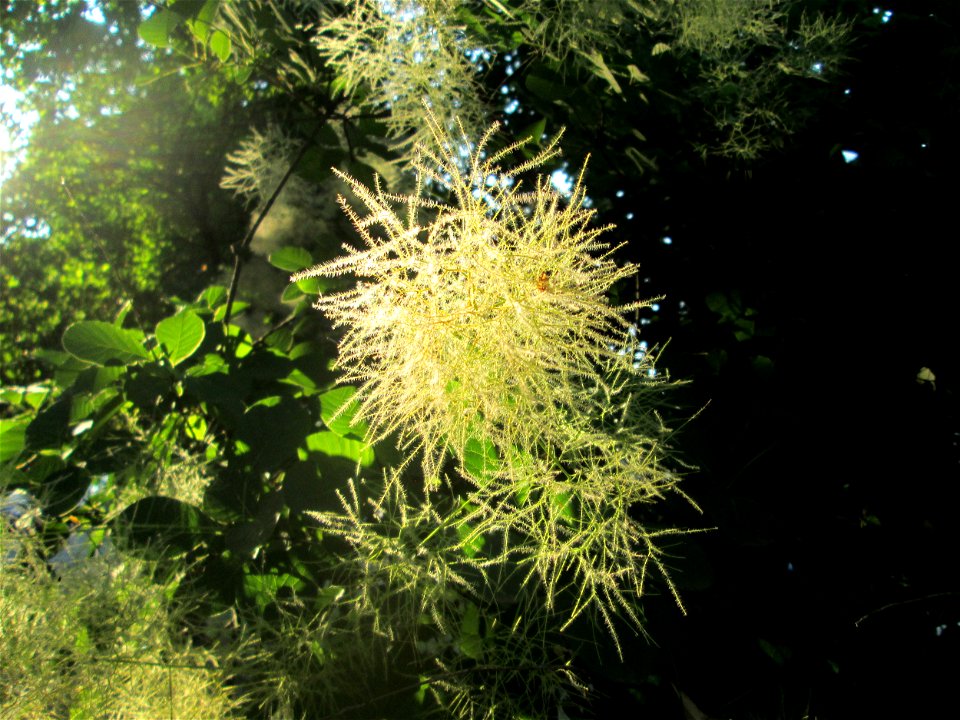 Perückenstrauch (Cotinus coggygria) in Sankt Arnual - Ursprung: Mittelmeerraum, Süd-Osteuropa, West-Asien
