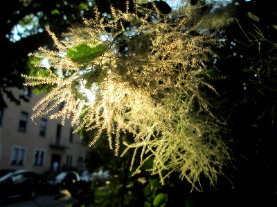 Perückenstrauch (Cotinus coggygria) in Sankt Arnual - Ursprung: Mittelmeerraum, Süd-Osteuropa, West-Asien
