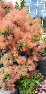 Cotinus coggygria bush.