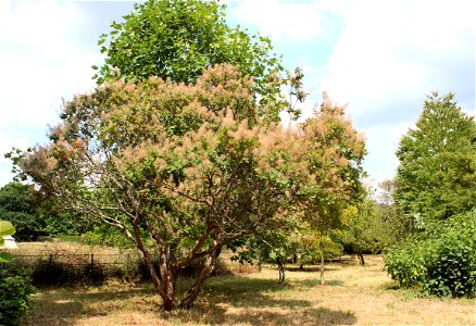 Perückenstrauch im Garten von de:Bateman’s.