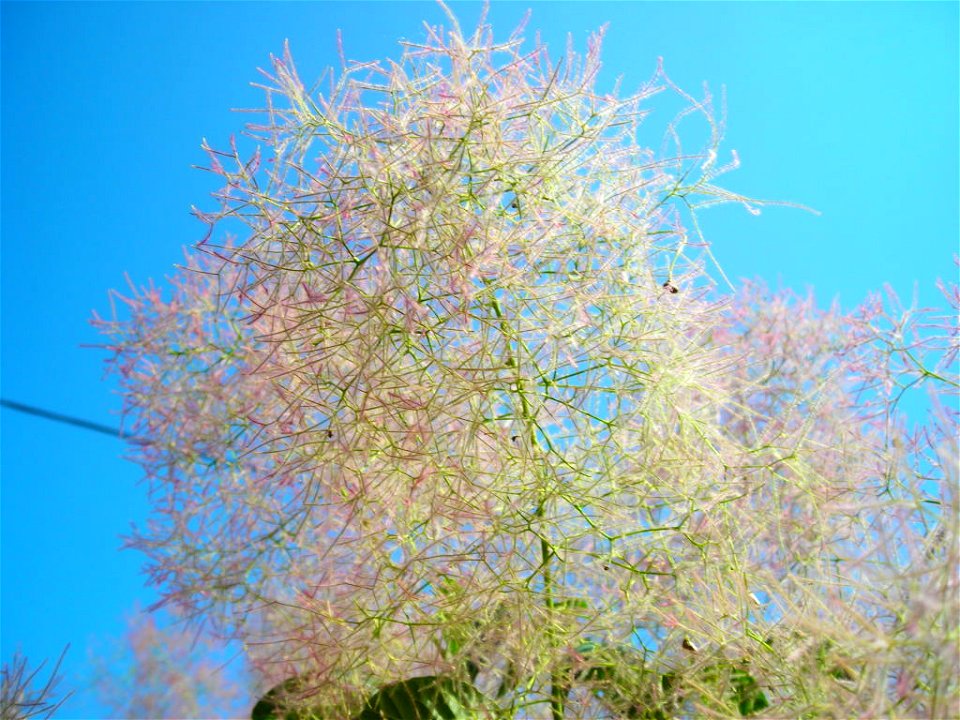inflorescence du cotinus