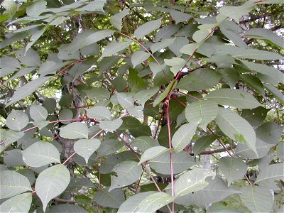 Toxicodendron vernicifluum photo