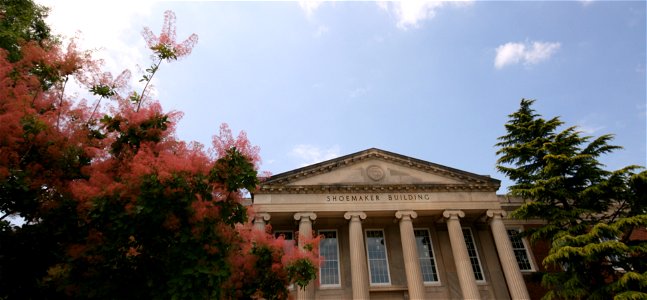 Shoemaker_Building_Cotinus_coggygria_smoke_bush