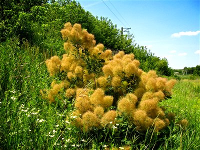 European smoketree (Cotinus coggygria) in june, Ukraine