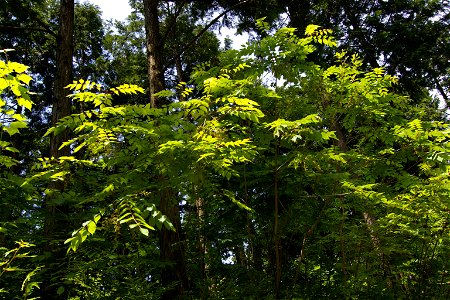 Toxicodendron vernicifluum. Agi Nakatsugawa City, Gifu Pref, Japan photo