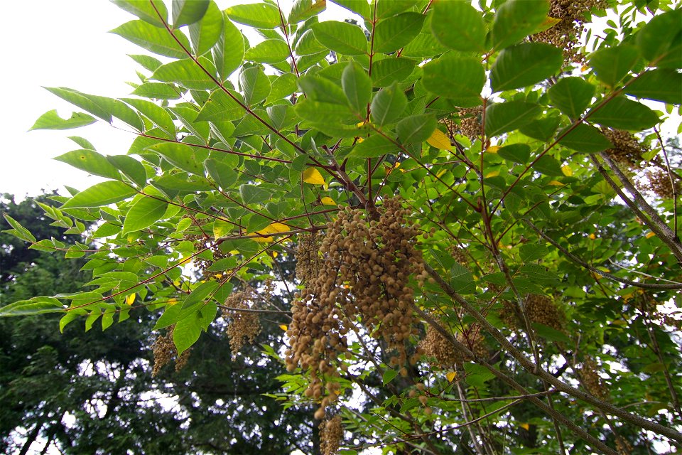 Toxicodendron vernicifluum (Agi, Nakatsugawa City, Gifu Pref., Japan)