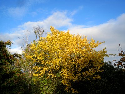 Feldahorn (Acer campestre) bei Hockenheim