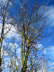 Feldahorn (Acer campestre) bei Reilingen