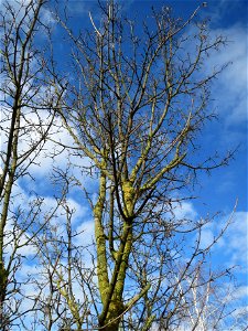 Feldahorn (Acer campestre) bei Reilingen photo