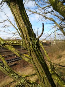 Feldahorn (Acer campestre) bei Reilingen