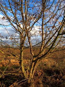 Feldahorn (Acer campestre) bei Reilingen