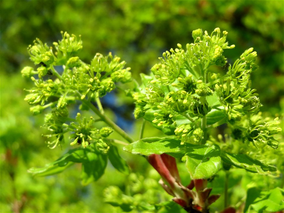 Feldahorn (Acer campestre) bei Oberhausen-Rheinhausen