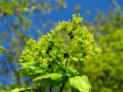 Feldahorn (Acer campestre) bei Oberhausen-Rheinhausen