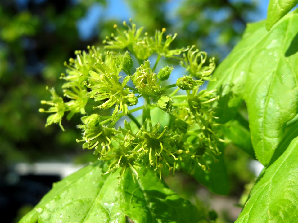 Feldahorn (Acer campestre) in Hockenheim-Talhaus