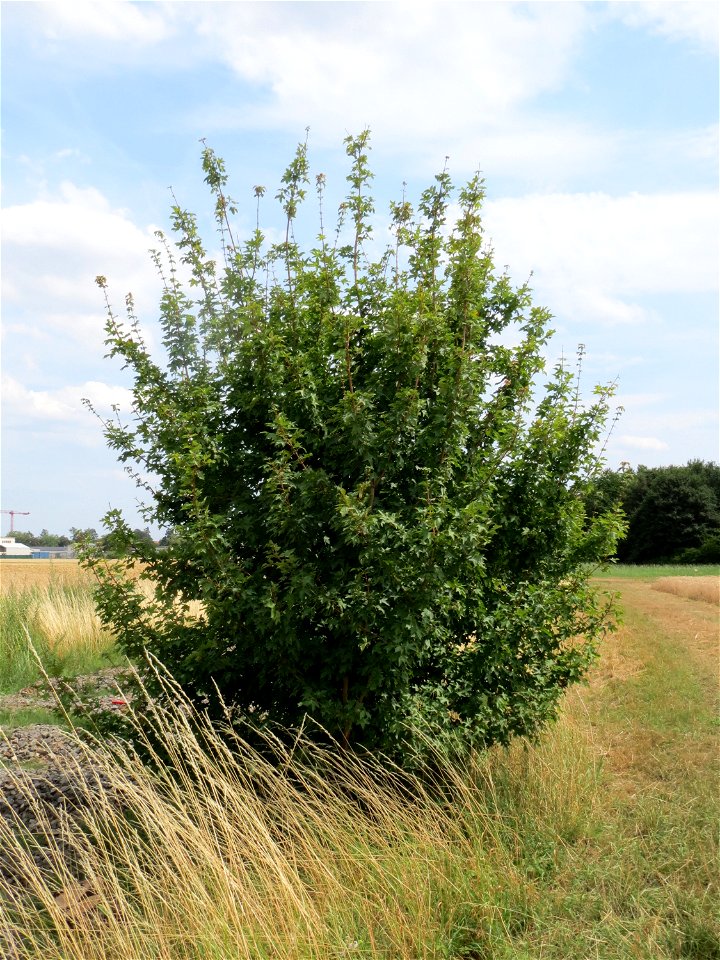 Feld-Ahorn (Acer campestre) beim Flugfeld Erbenheim bei Wiesbaden