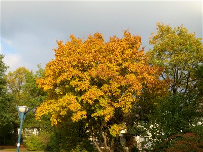 Feldahorn (Acer campestre) im Landesgartenschaupark Hockenheim