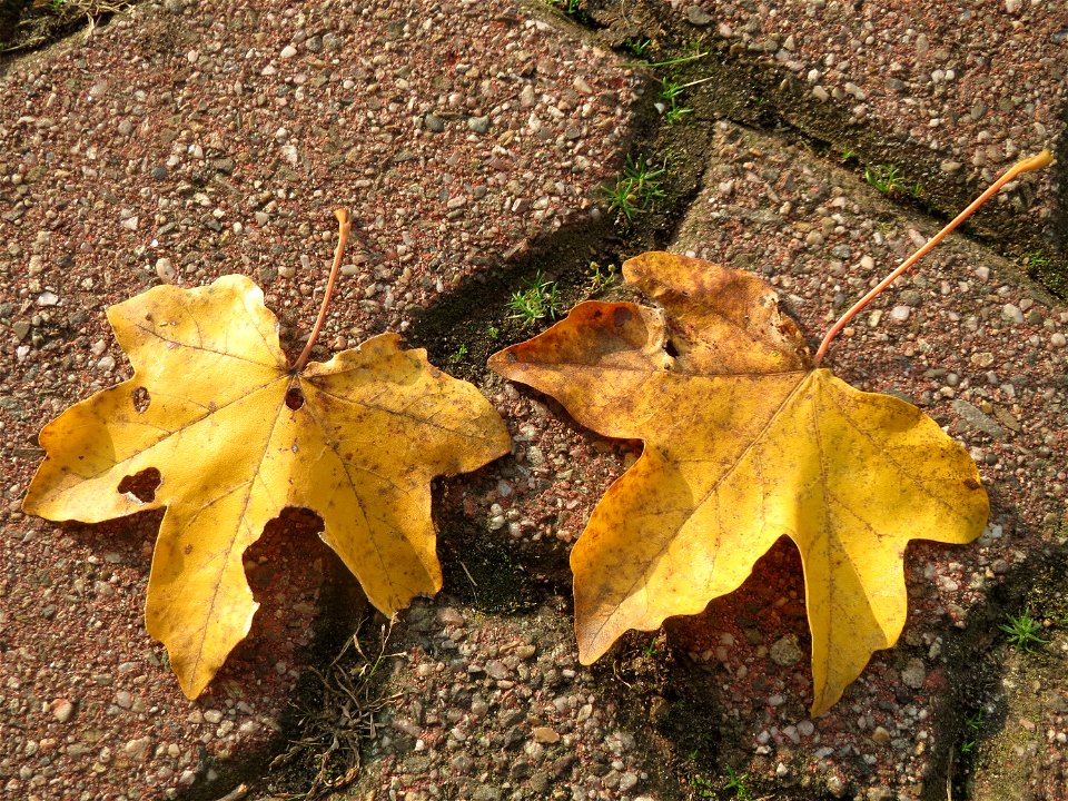 Feldahorn (Acer campestre) im Landesgartenschaupark Hockenheim photo