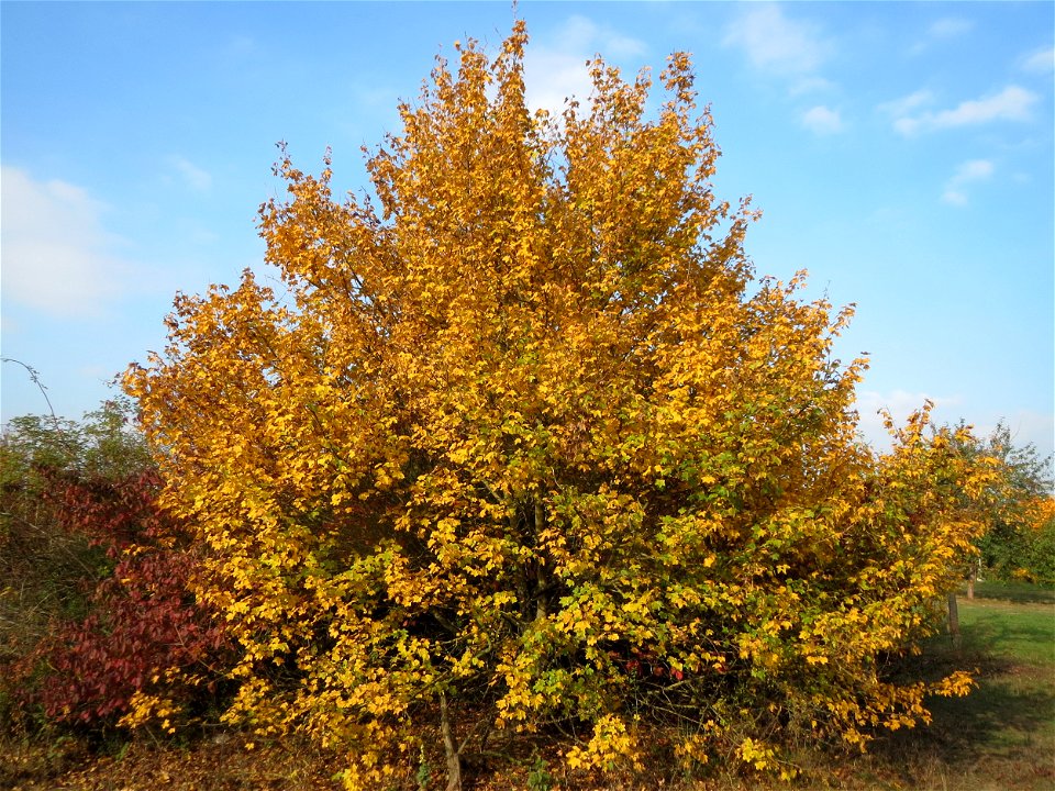 Feldahorn (Acer campestre) in Hockenheim photo