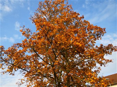 Feldahorn (Acer campestre) in Hockenheim photo