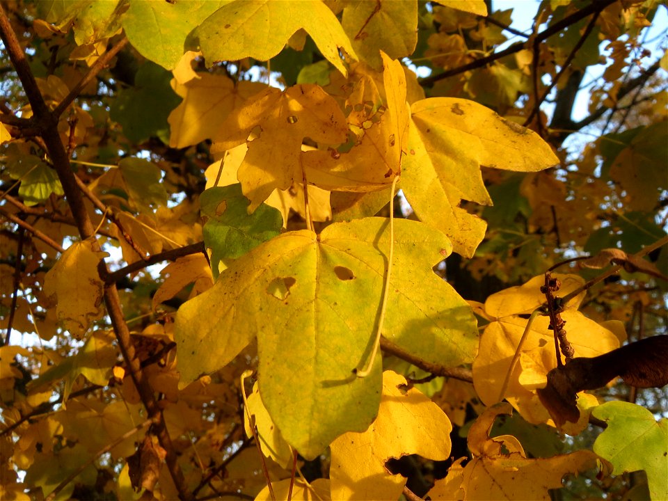 Feldahorn (Acer campestre) in Hockenheim