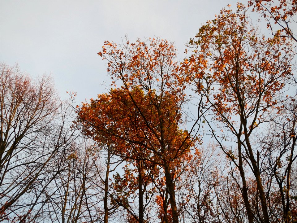 Feldahorn (Acer campestre) in Hockenheim