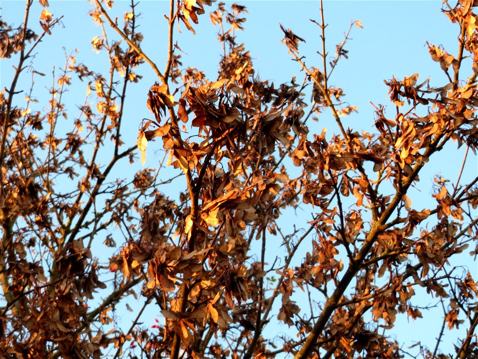 Feldahorn (Acer campestre) in Hockenheim
