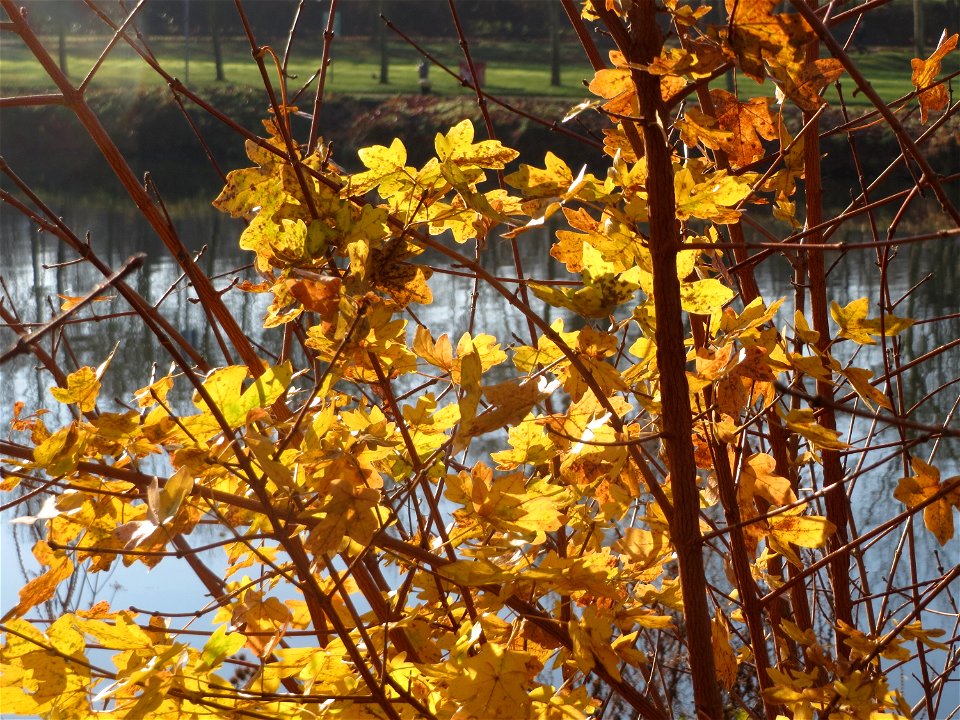 Feldahorn (Acer campestre) an der Saar in Saarbrücken