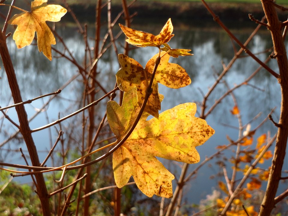 Feldahorn (Acer campestre) an der Saar in Saarbrücken