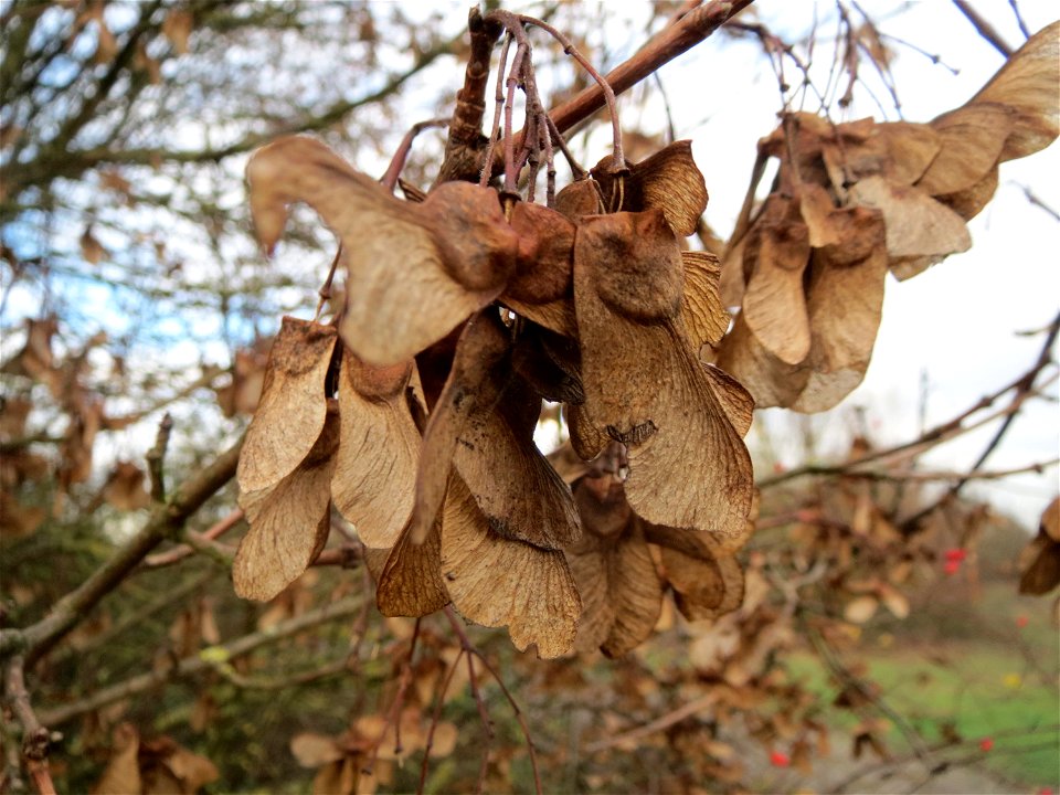 Feldahorn (Acer campestre) in Hockenheim