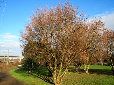 Feldahorn (Acer campestre) in Hockenheim photo