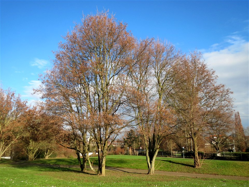 Feldahorn (Acer campestre) in Hockenheim