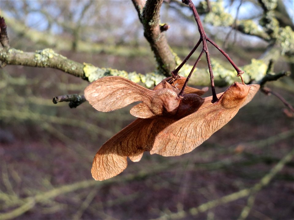 Feldahorn (Acer campestre) in Hockenheim